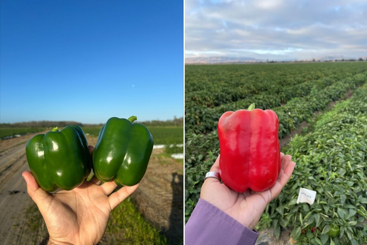 U.S. sweet peppers are bred for different growing regions and markets