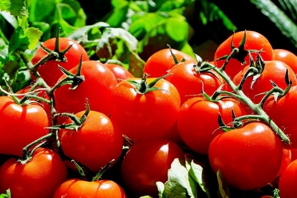 Morocco's tomato prices surge to $1, driven by exports and weather