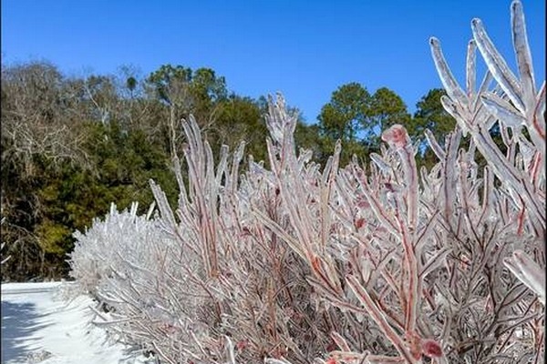 South Carolina farm uses ice to protect blueberry crops from rare snowstorm