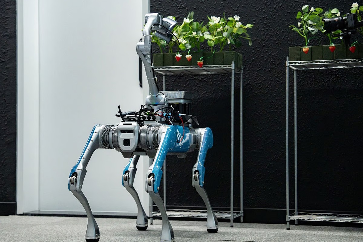 Abu Dhabi-developed AI robot automates strawberry harvesting with precision