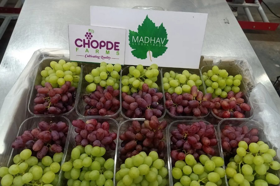 Inida: Thompson Seedless zwaarst getroffen door weer