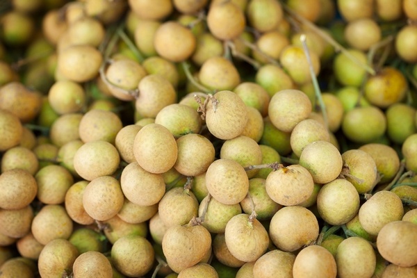 Taiwan improves longan flowering with potassium chlorate