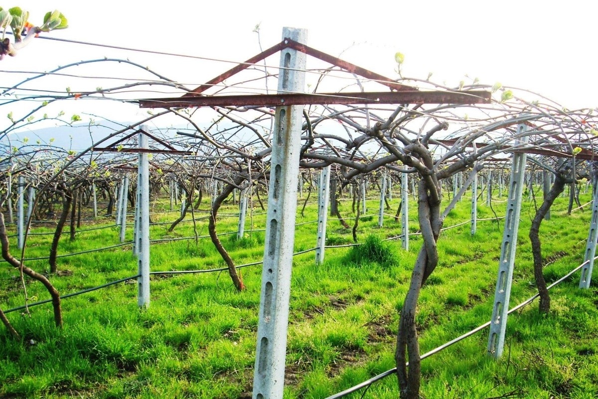 Cementpalen voor boomgaarden