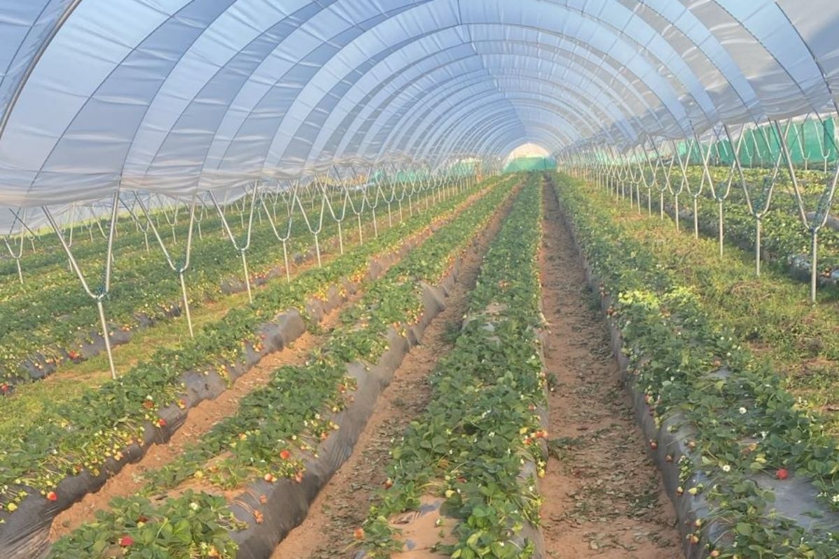 Pessimisme over toekomst van Marokkaanse aardbeiensector