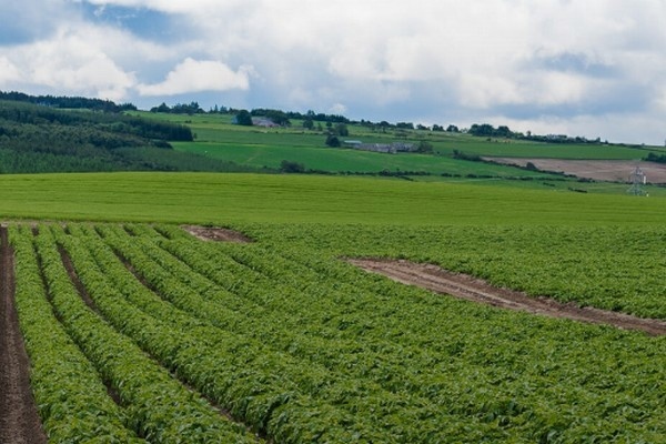 "Schotse prijzen vrije aardappelen onder grote druk"