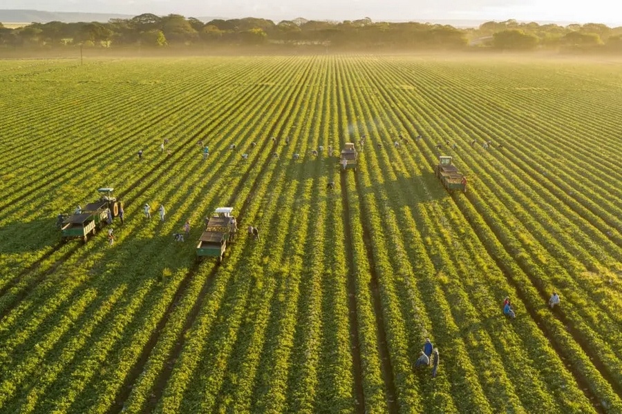 Fresh Del Monte verhoogt winst ondanks lagere omzet