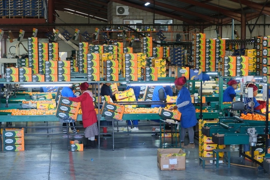 "Positieve vooruitzichten voor citrus vragen om voorzichtigheid"