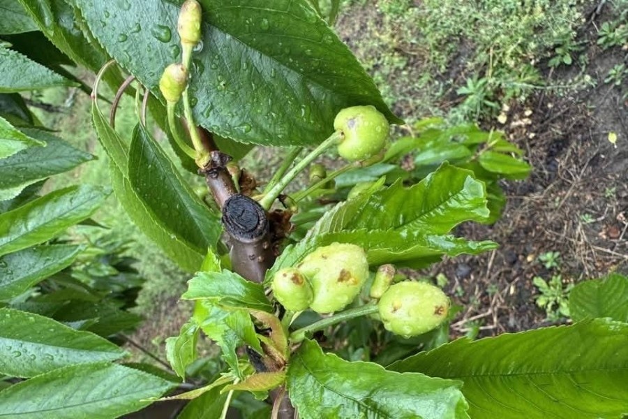 Grieks steenfruit opnieuw getroffen door slecht weer