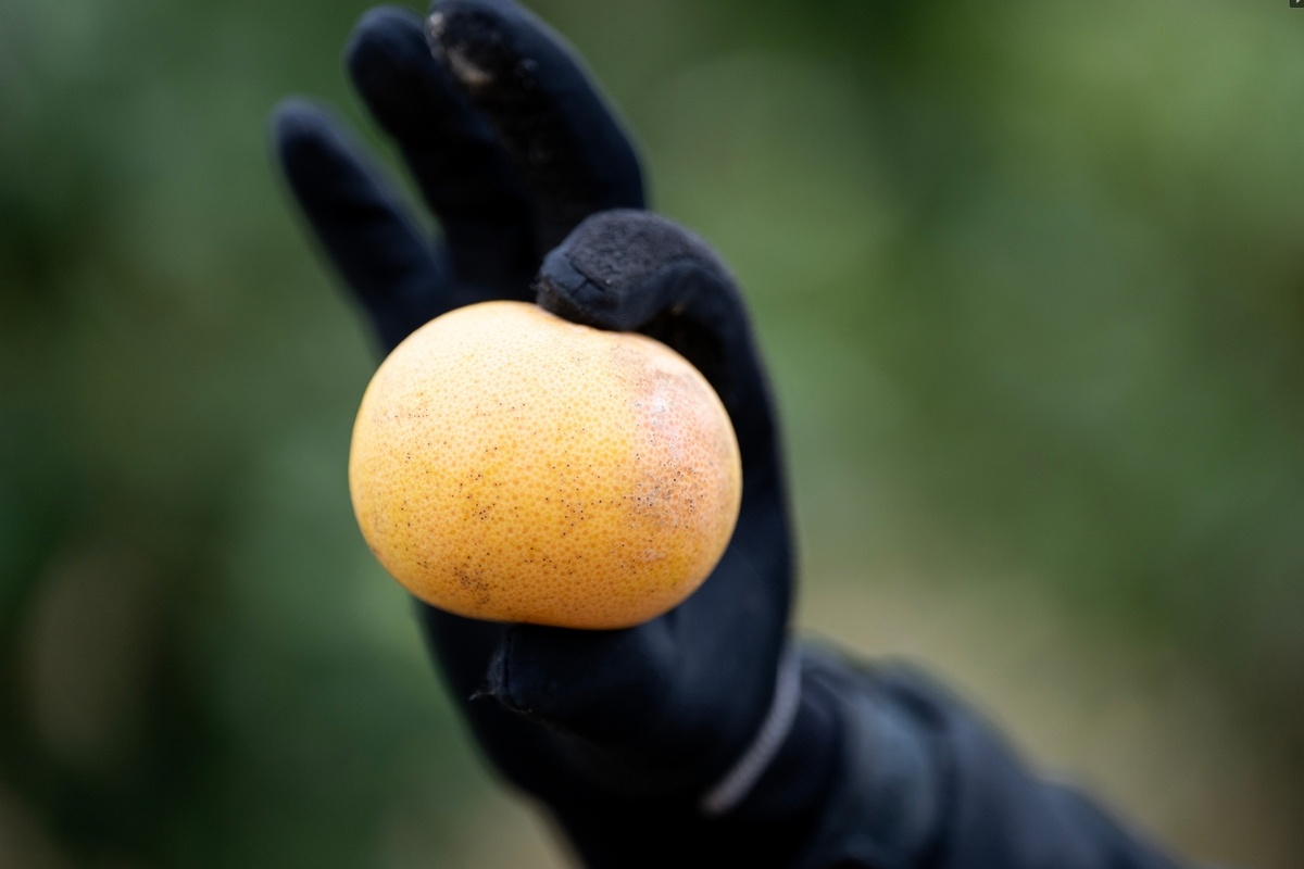 Spinaziepeptiden bestrijden zebrachip in aardappelen