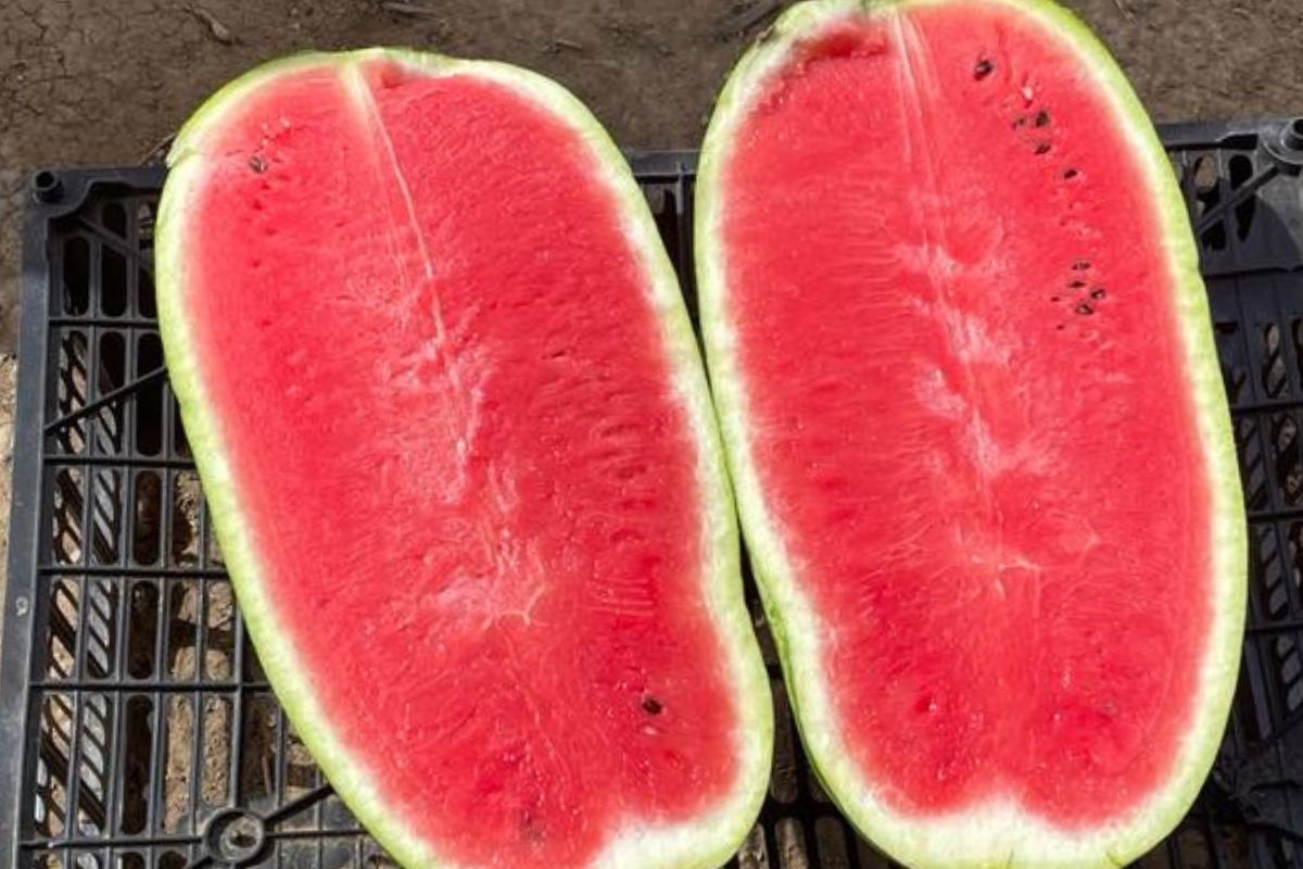 Mauritanië's watermeloenseizoen met late oogst nog steeds aan de gang