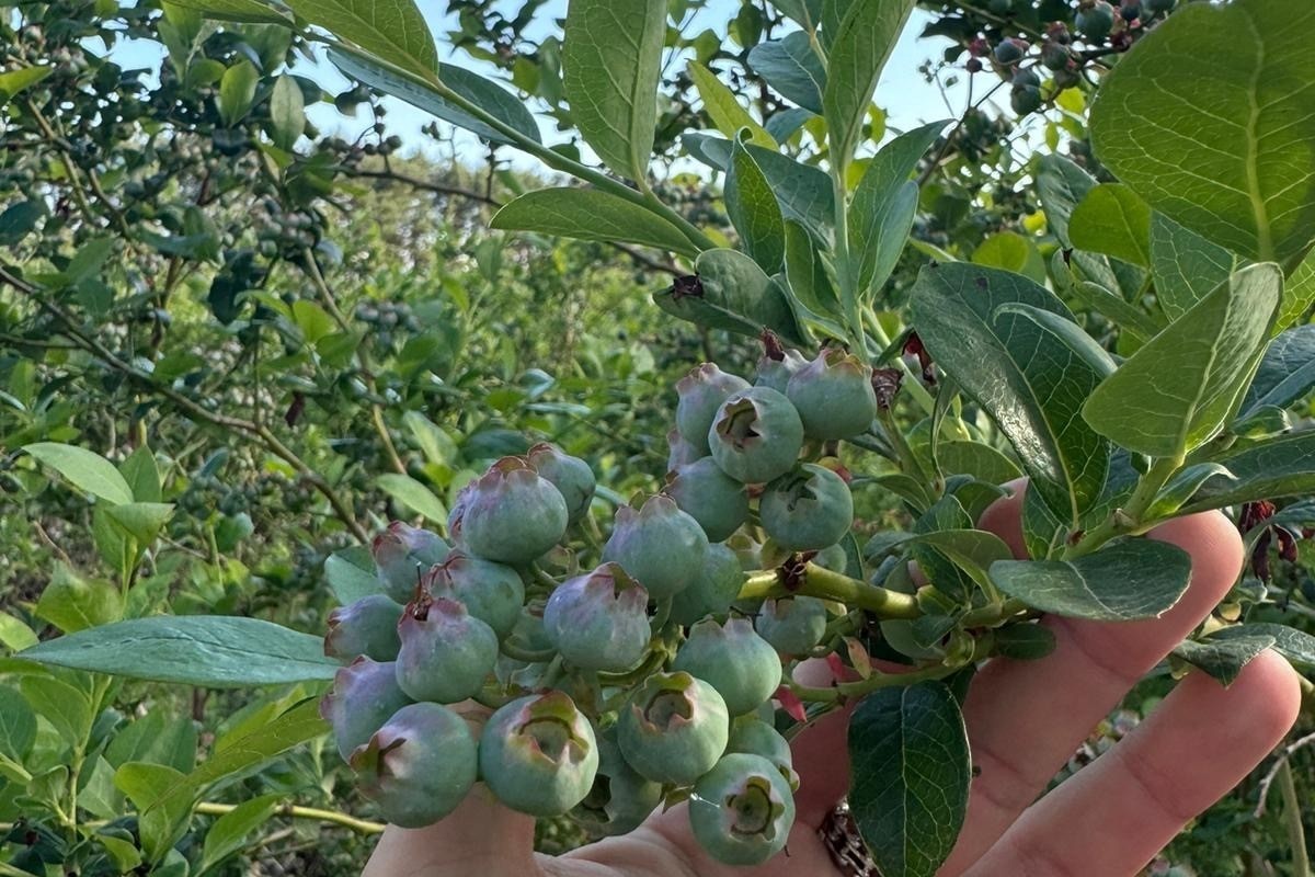 "Nat voorjaar verstoort aanvoer blauwe bessen"