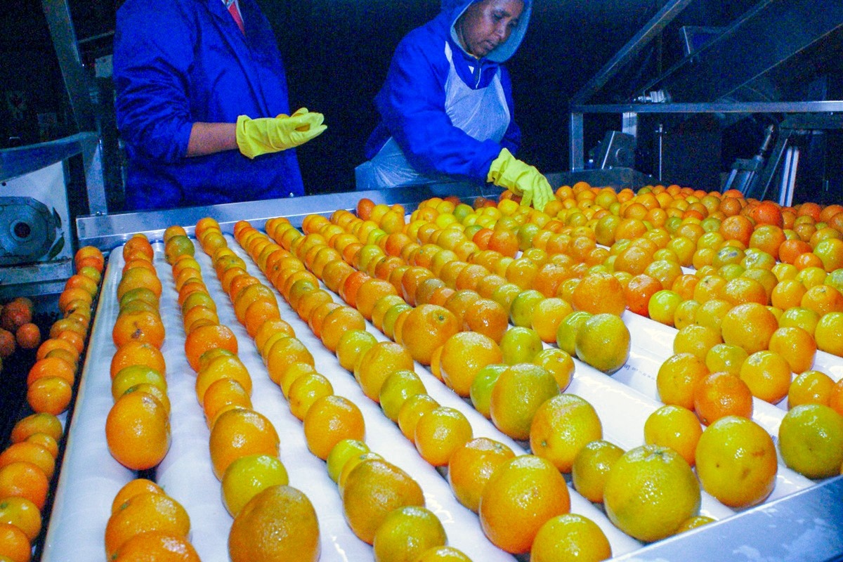 "Misschien is dit eindelijk het jaar waarin de citrusmarkt in het Midden-Oosten standhoudt"