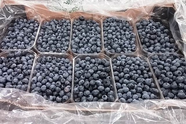 "Peru werpt lange schaduw over blauwe bessen op zuidelijk halfrond"