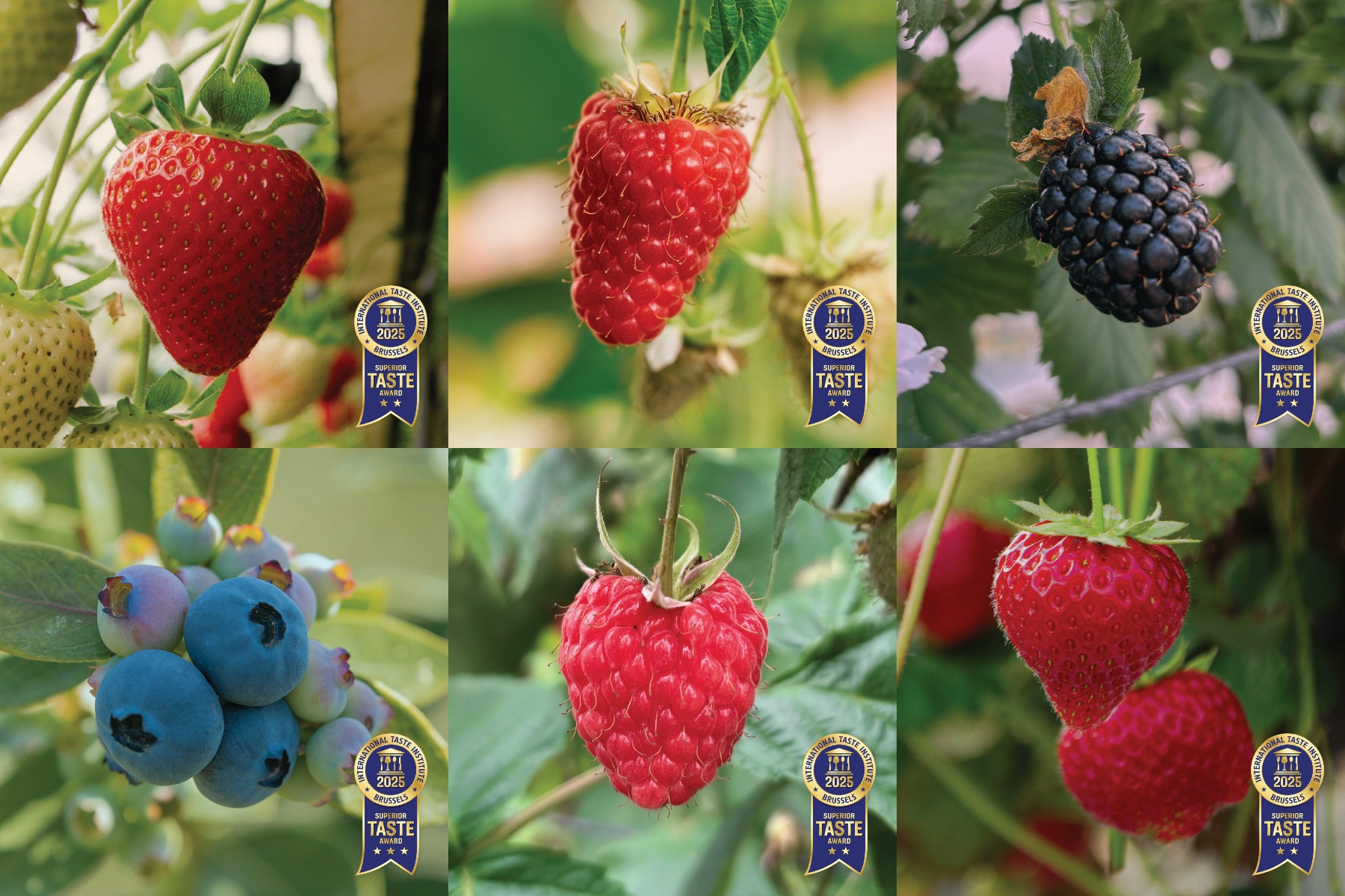 Zachtfruitrassen Berryworld in de prijzen bij Superior Taste Awards 2025