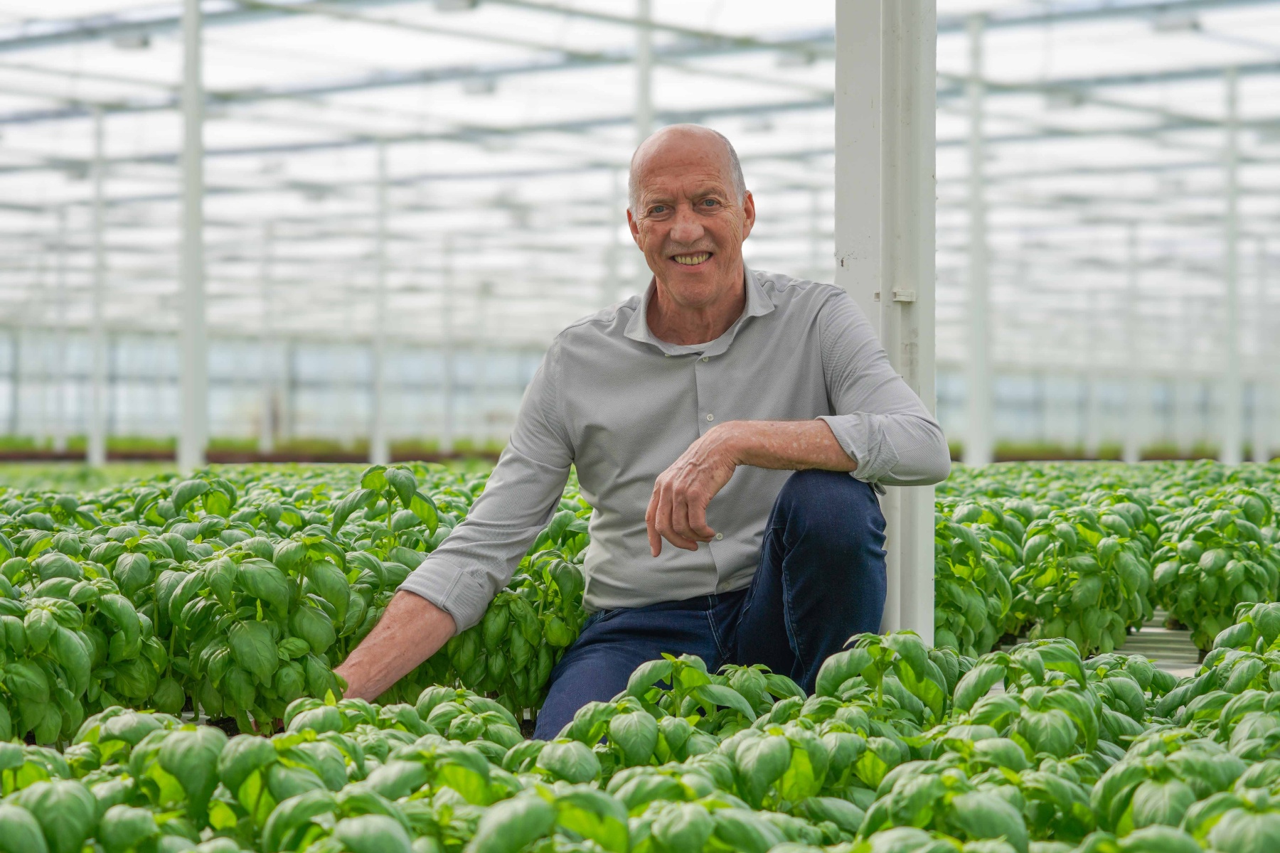 Fresh basil, year-round, from the Netherlands
