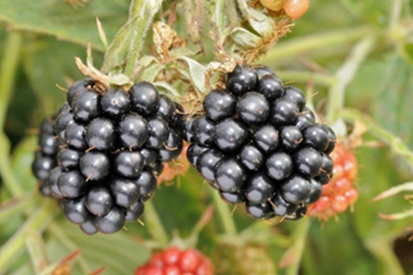 New blackberry Loch Katrine to debut at Fruit Focus