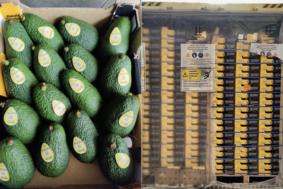 Wereldwijde avocadostromen veranderen: vroege Tanzaniaanse start en overaanvoer beïnvloeden globale markt