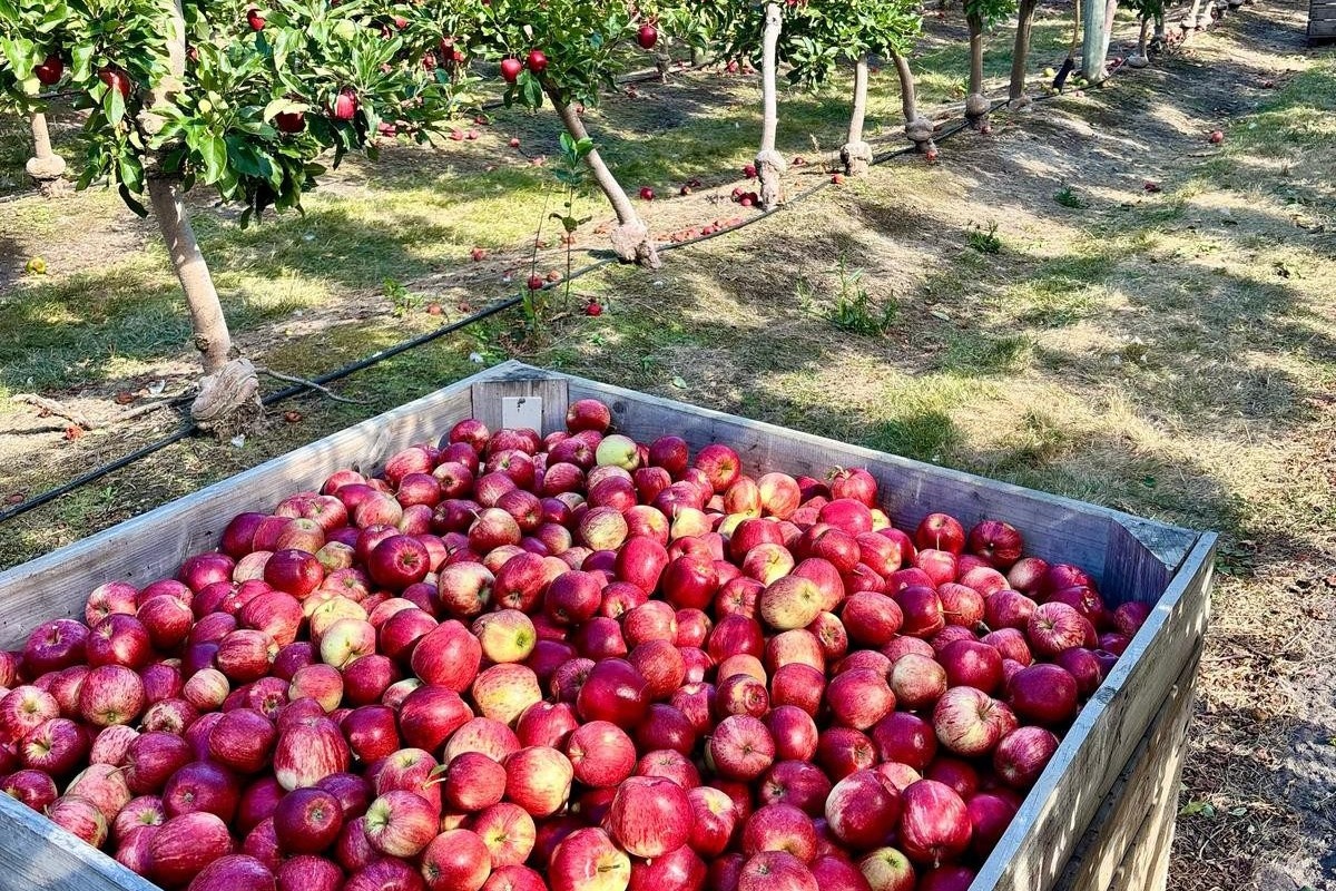 Система Infopome улучшила учет яблок и груш