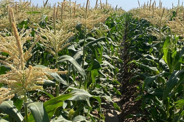 Stronger markets on corn and asparagus