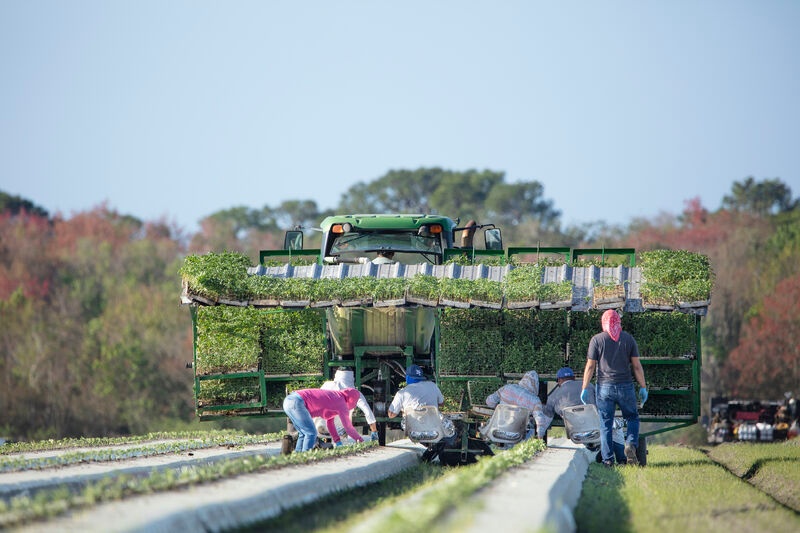 What the TSA cancellation means for U.S. tomato growers