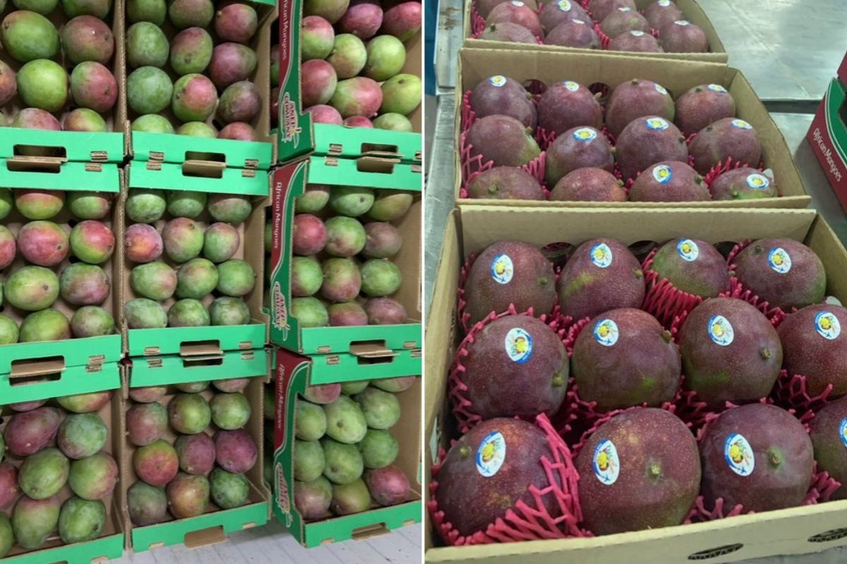 Unusually favorable market position for Senegalese mangoes this season