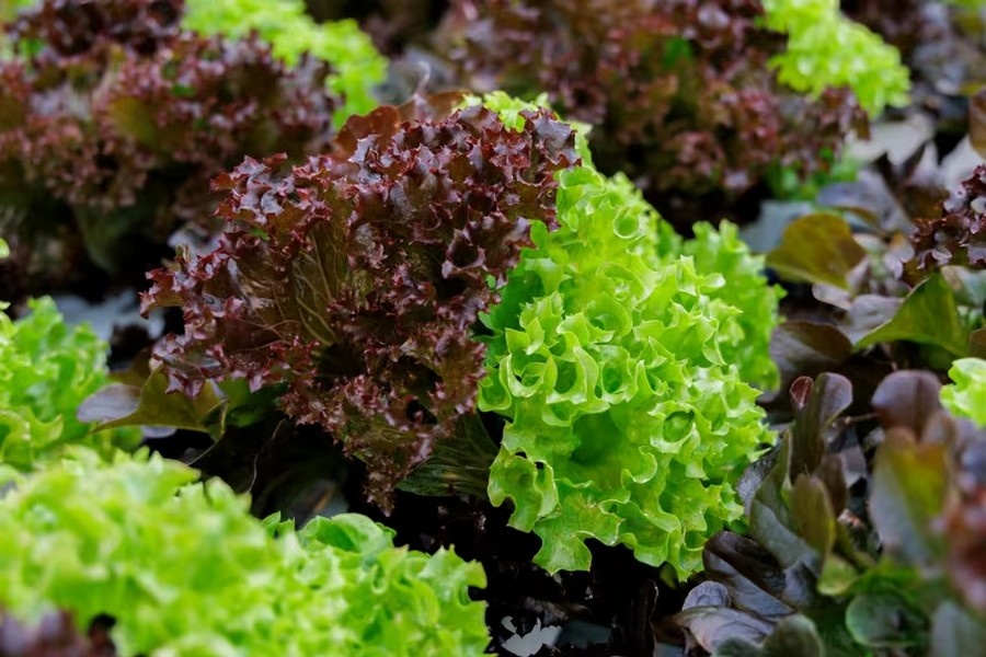 Salanova lettuce with knox trait tested for longer shelf life