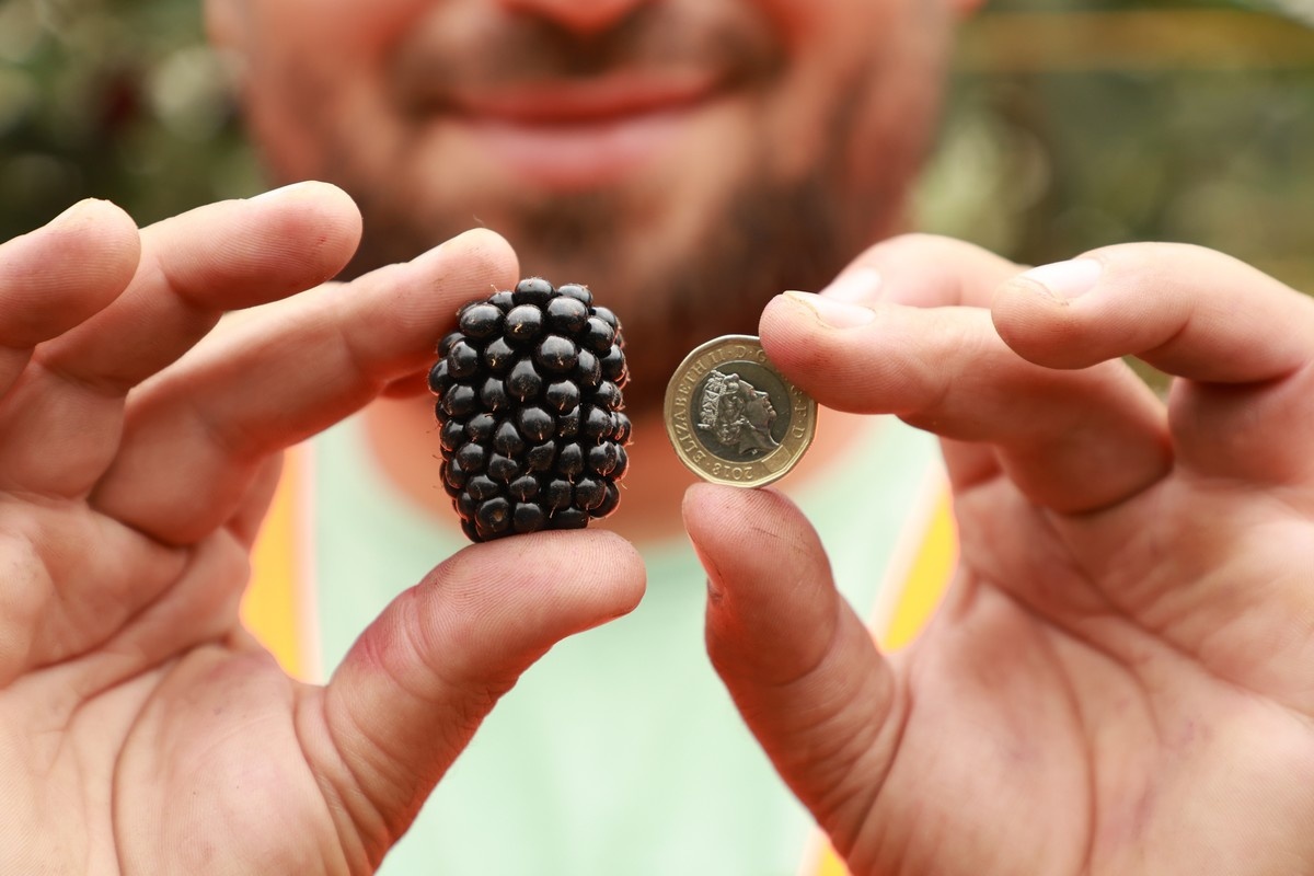 British blackberry sales up 22 percent as season peaks