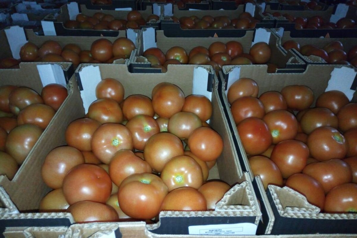 A delay to be expected for the Moroccan round tomato campaign