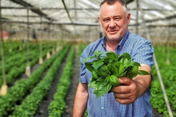 Irish basil, from 5 tonnes to 26 tonnes per year