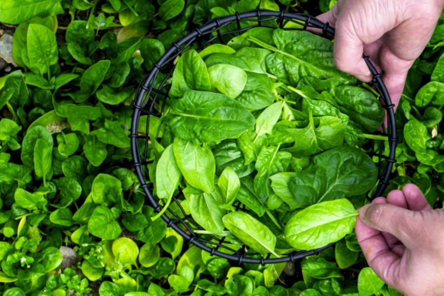 Green Factory expands with Eisberg plants
