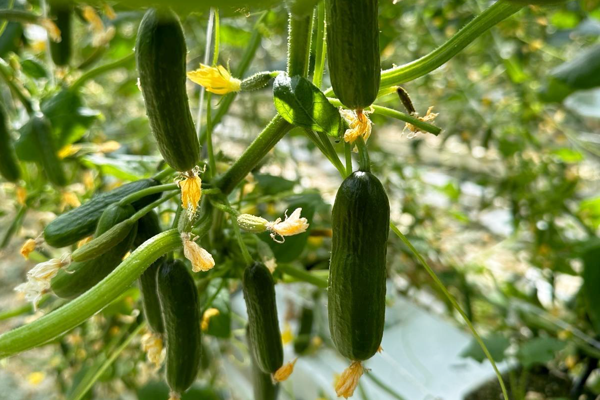 Pop Its snack-sized cucumbers make their debut