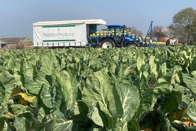 "Ik begrijp niet waarom de wintervraag naar bloemkool zo laag is"