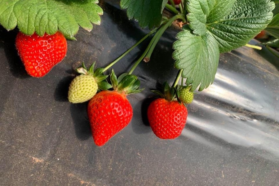 Strawberry planting in Greece completed with minimal problems