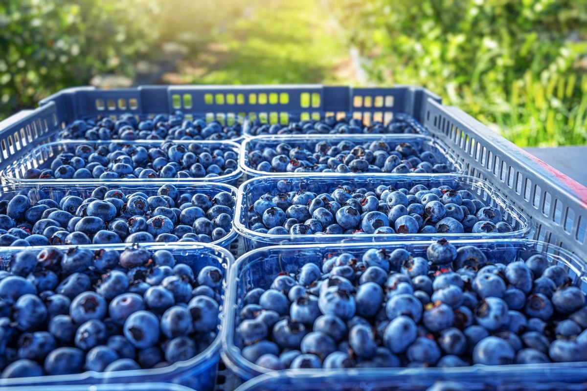 U.S. and EU drive global rise in blueberry demand