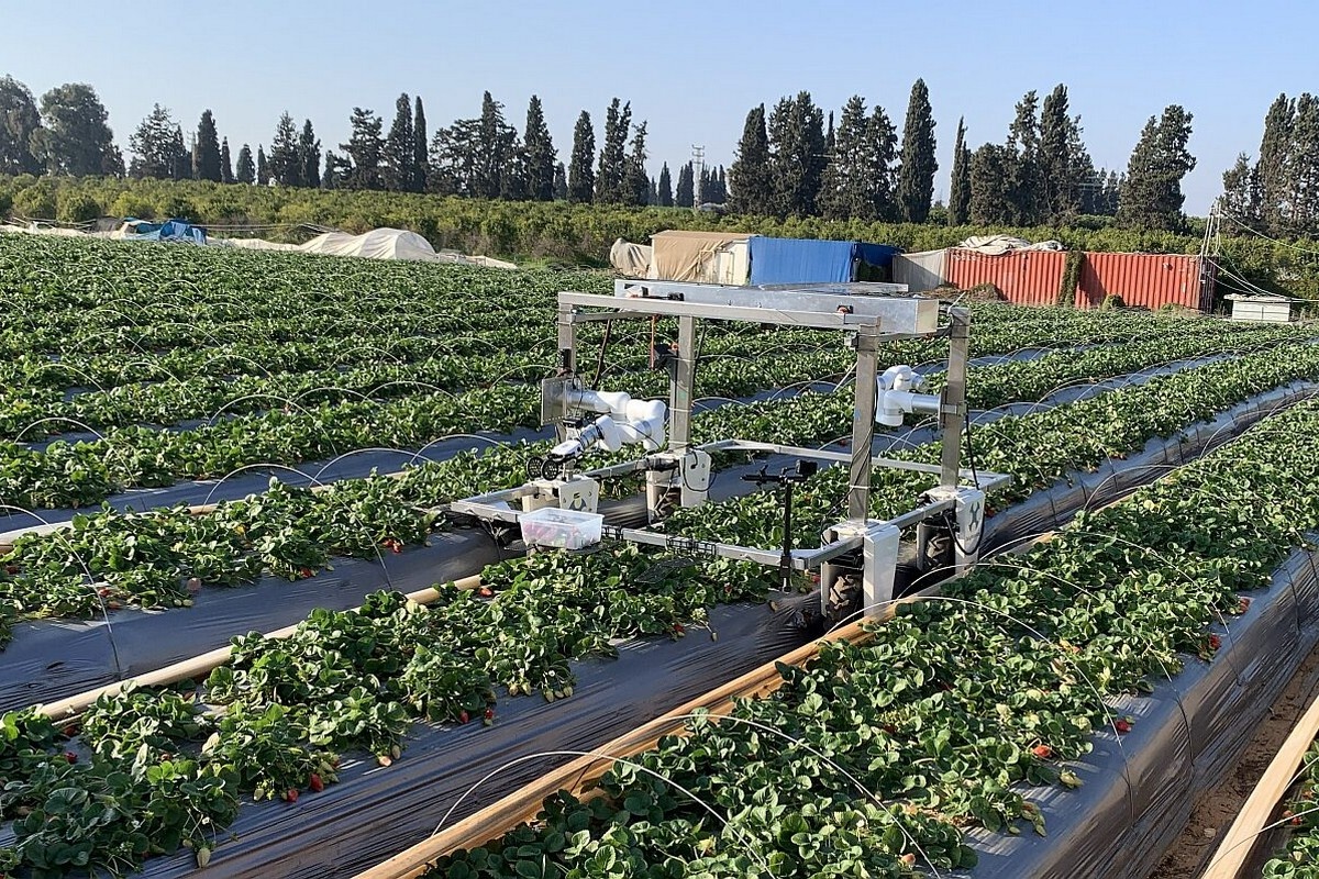 Robotic strawberry harvesting race moves toward California launch
