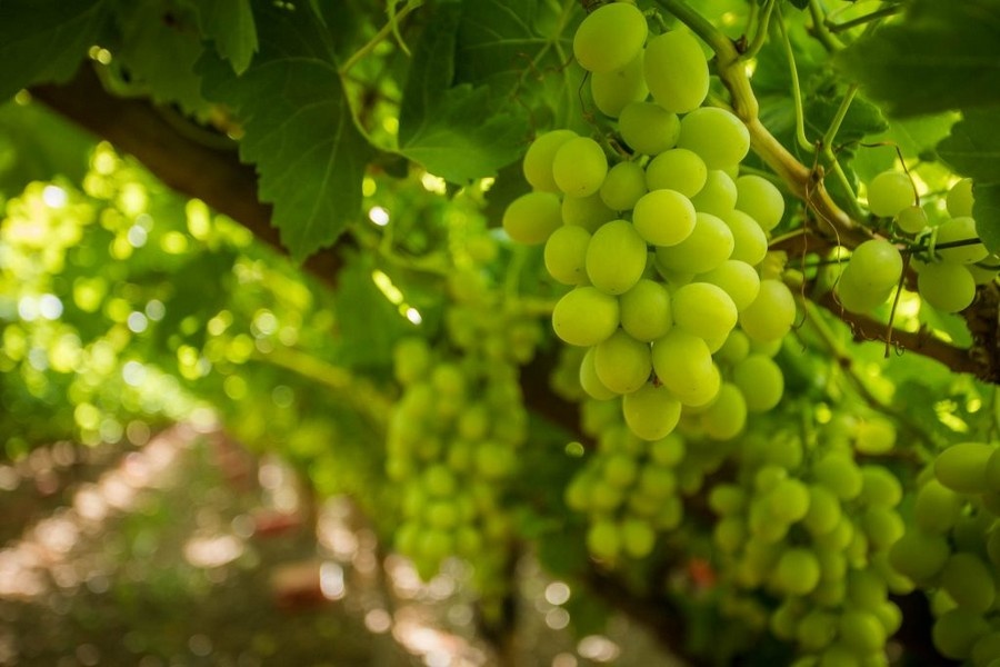 Zuid-Afrikaanse druivenoogst 2025/26 blijft ongewijzigd op 79,4 miljoen kartons