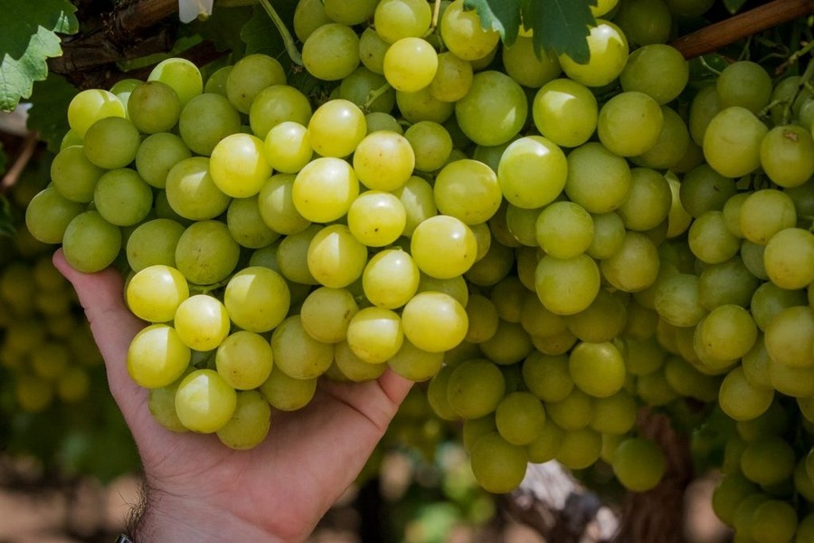 Zuid-Afrika verpakt 24% meer druiven, maar export blijft 80% achter door harde wind Kaapstad
