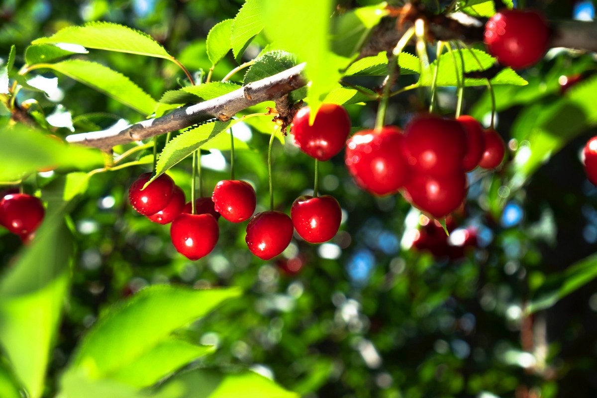 Zuid-Afrika breidt kersenareaal uit van 185 naar 819 hectare