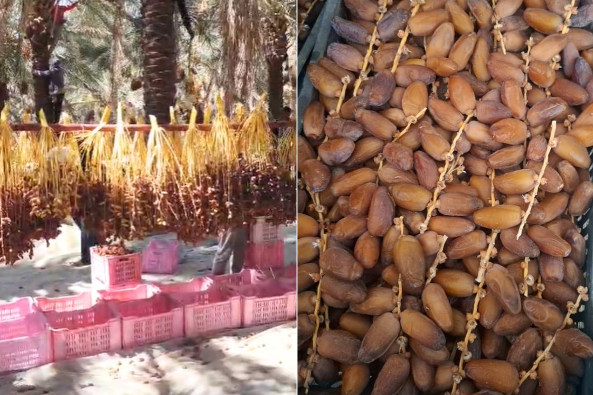 Tunesische Deglet Nour herstelt sterk na rampseizoen