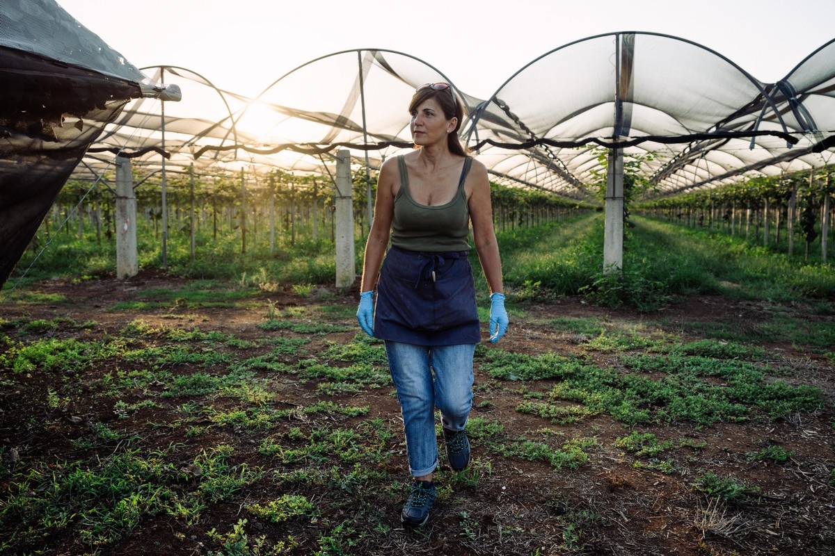 Zespri start Noordelijk Halfrond-seizoen met 33 miljoen trays kiwi’s