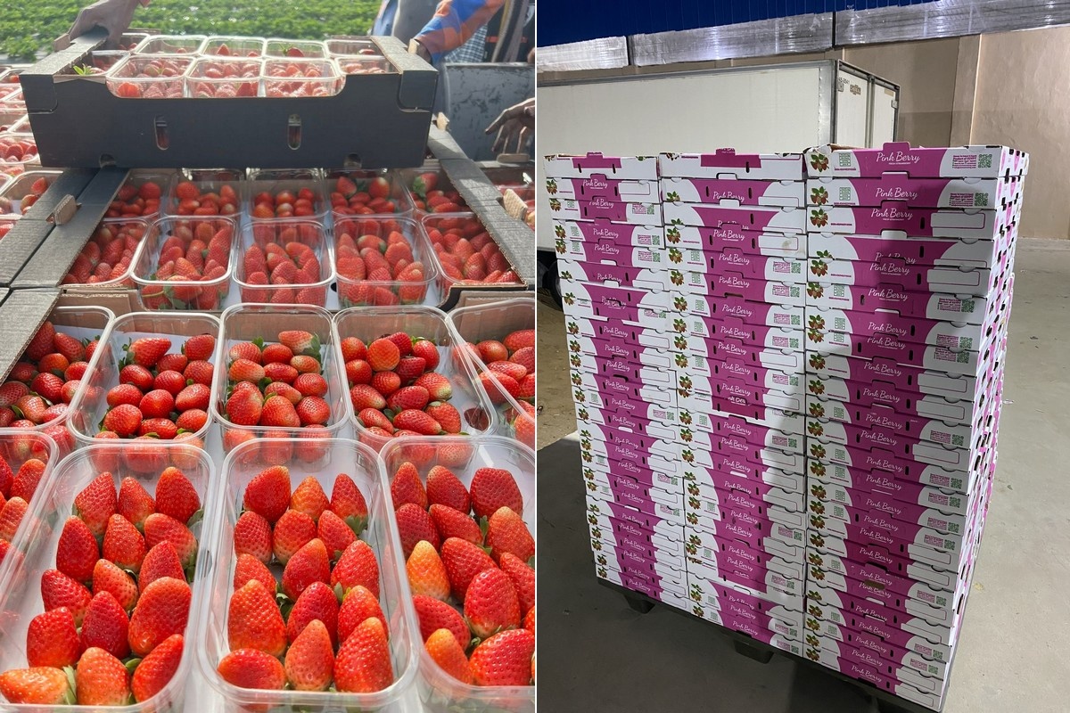 Groot Egyptisch aardbeienaanbod zet prijzen onder druk op Nederlandse markt