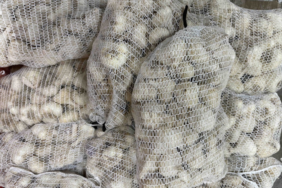 Jongere generaties laten knoflook links liggen: markt stagneert in Griekenland