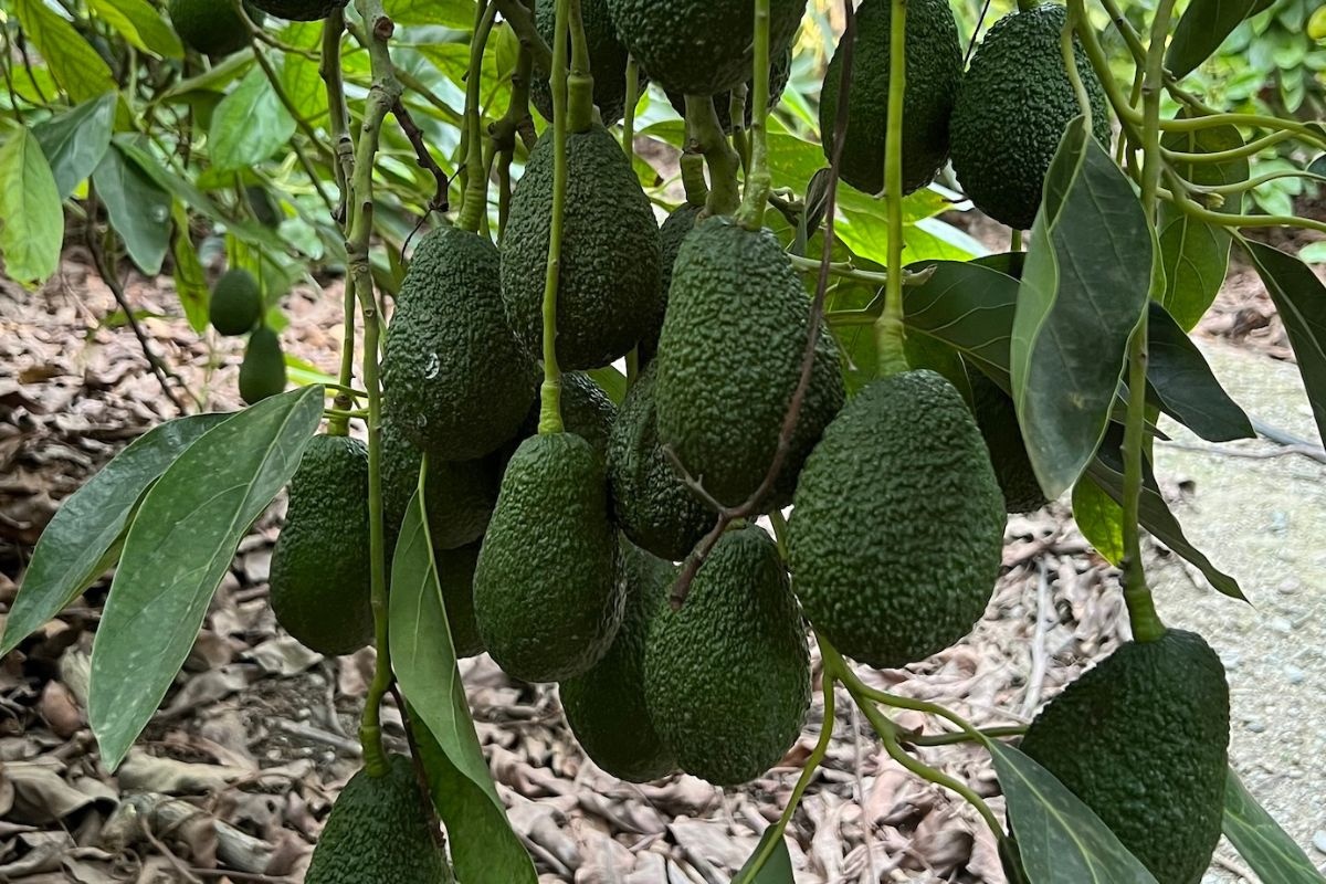 Marokkaanse avocadotelers houden fruit aan de boom uit protest tegen lage prijzen in verzadigde markt