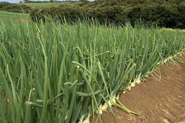 Nieuw-Zeeland start oogst zeer vroege uien, export verwacht vanaf januari