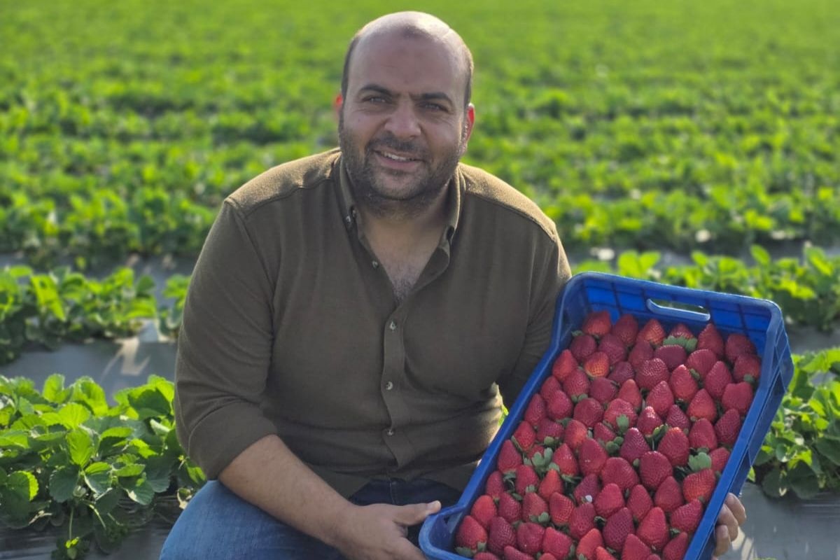 Egyptische export overschrijdt mogelijk 500.000 ton aardbeien dit seizoen