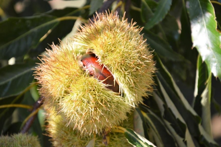 Vraag naar Griekse kastanjes stijgt richting feestdagen