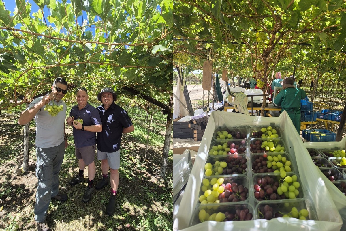 Wat een regionale tour onthult over oude en nieuwe druivensoorten