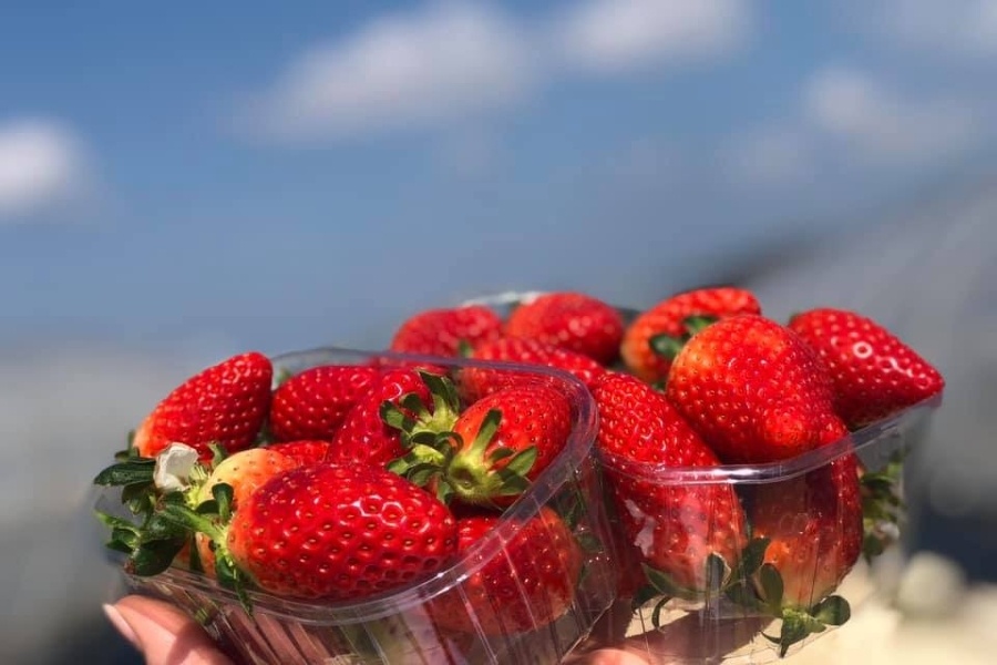 Vroege Griekse aardbeien kunnen gat vullen vóór het Spaanse en Nederlandse seizoen