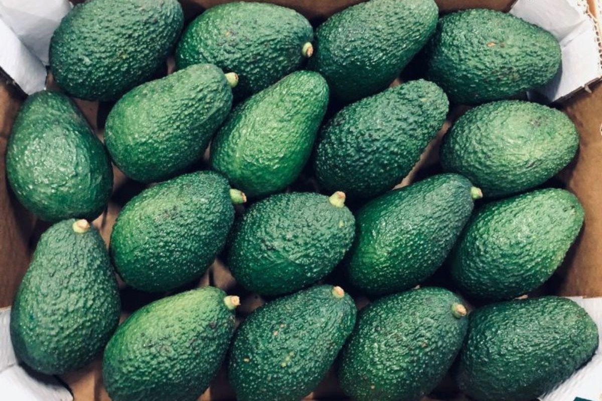 “Markt weer normaal”: prijzen Marokkaanse avocado’s +15% in twee weken