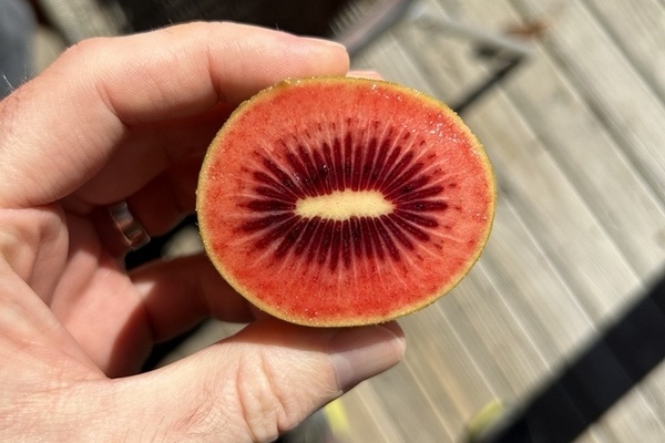 Nieuwe rode kiwi verlengt verkoopseizoen